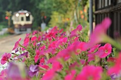ペチュニアの待つ駅