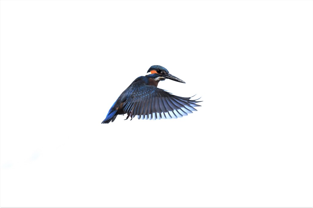 白い一日