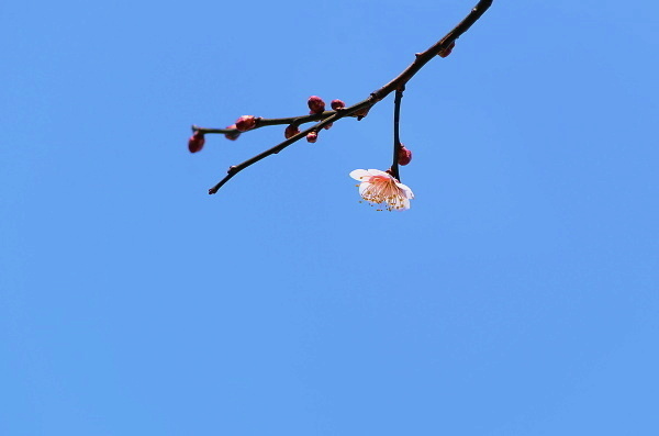 早春