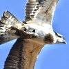 osprey