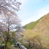 桜前線北上中