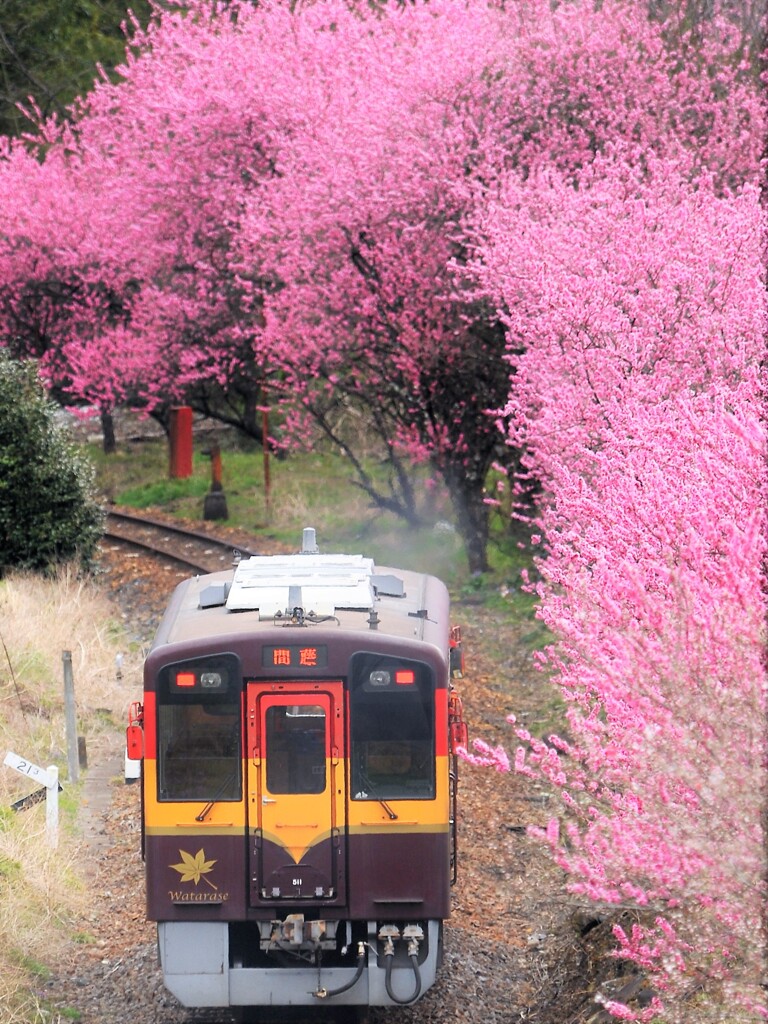 花桃に見送られながら