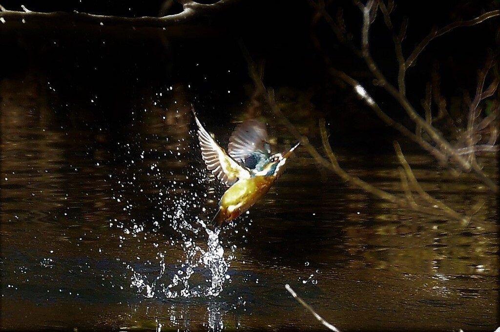 Splash