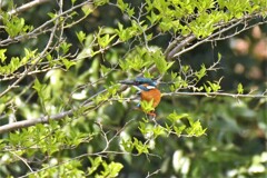 あっち向いて ホイ！