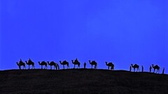 Caravan