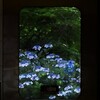 紫陽花が待つ駅