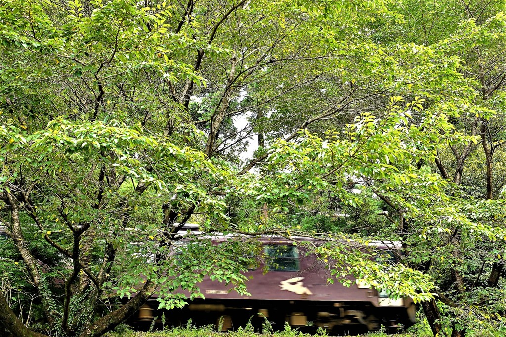 逃げ足の速いウサギ