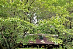 逃げ足の速いウサギ