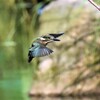 僕の止まり木