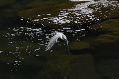 斜の掛かる水面
