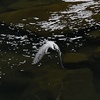 斜の掛かる水面