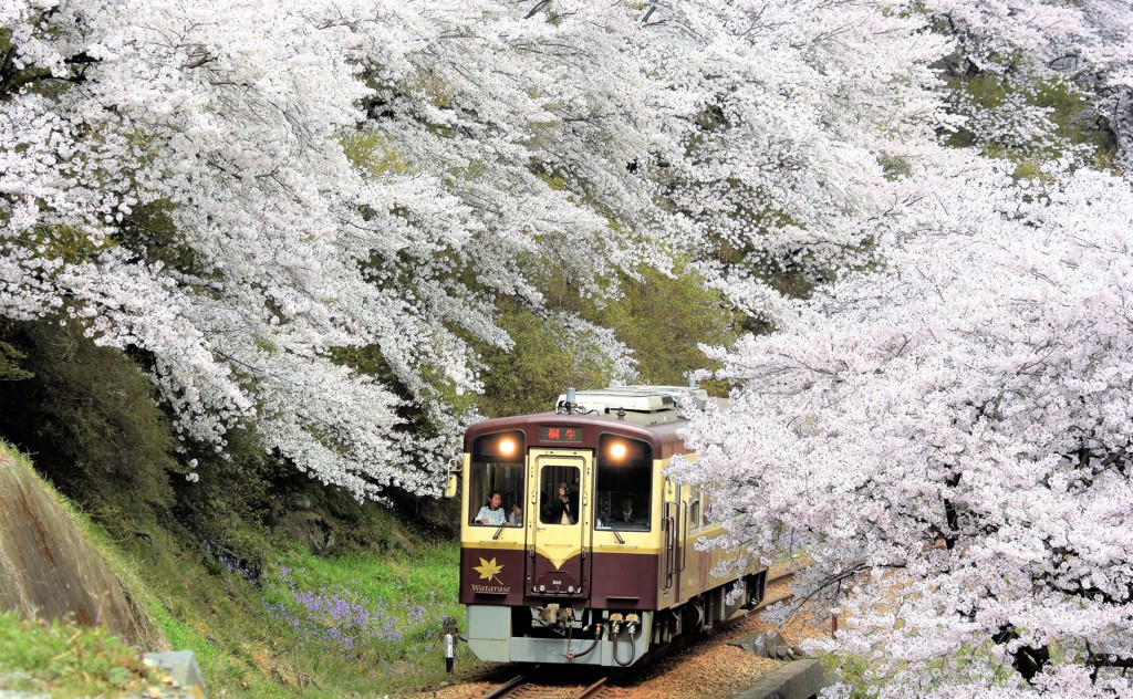 桜トンネル