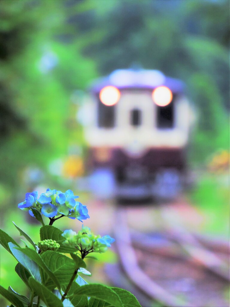 夏が来る