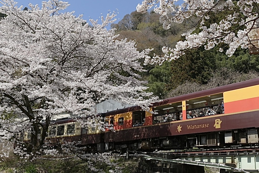 わっしーと春の旅