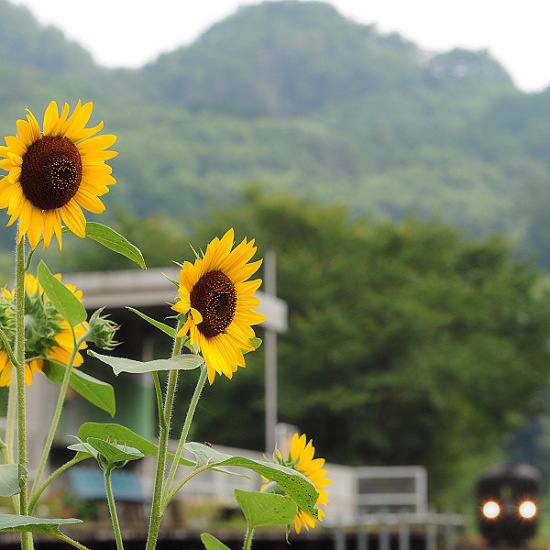夏乗せて