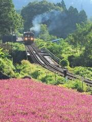 千日紅が咲く朝