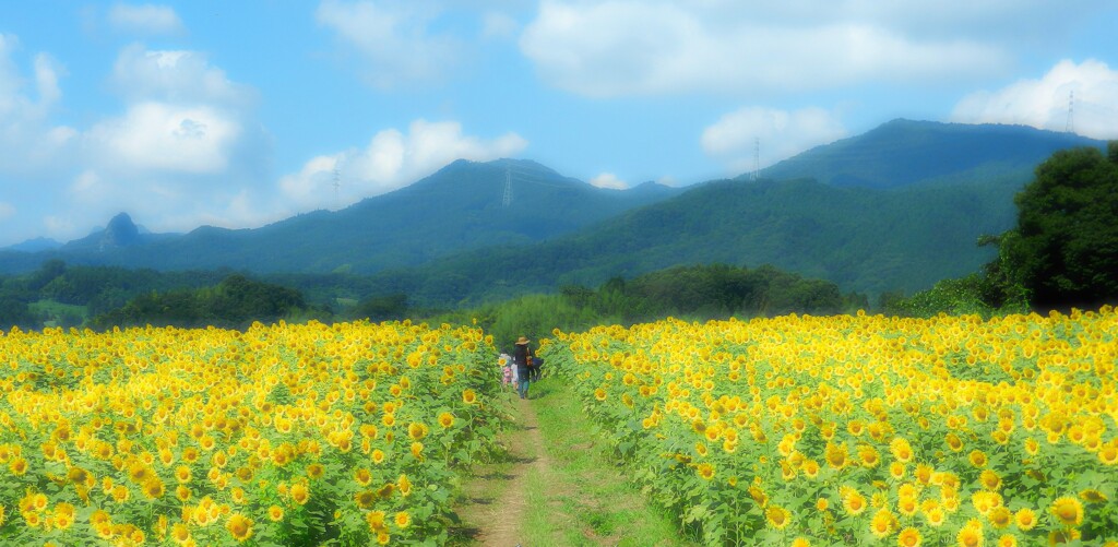 遠い夏