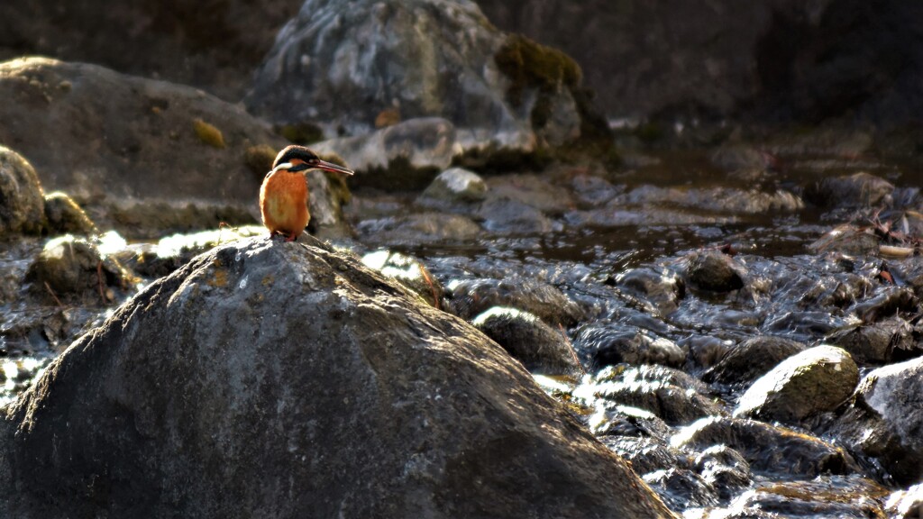 The lady on the rock