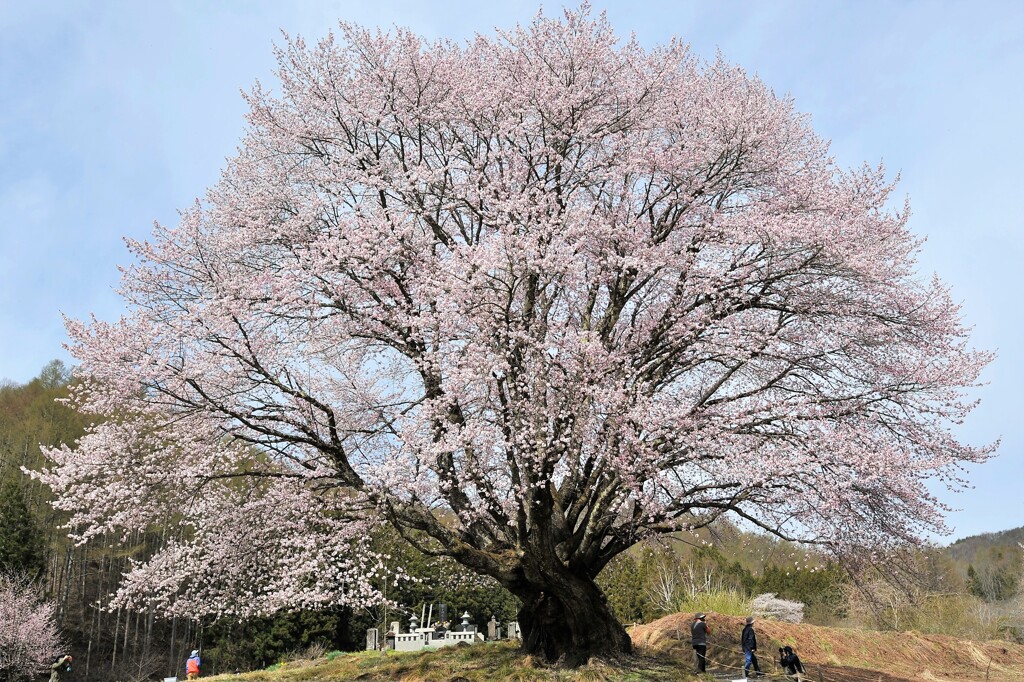 天王桜