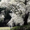 桜を撮る