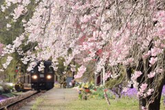枝垂れ咲く駅へ