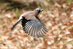 カケスwing