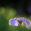 花傘