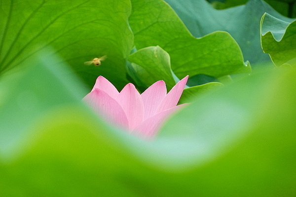 魅せられた時