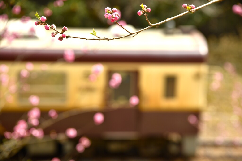 蕾