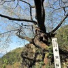 石割桜