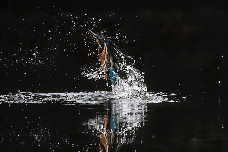 Splash