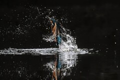 Splash