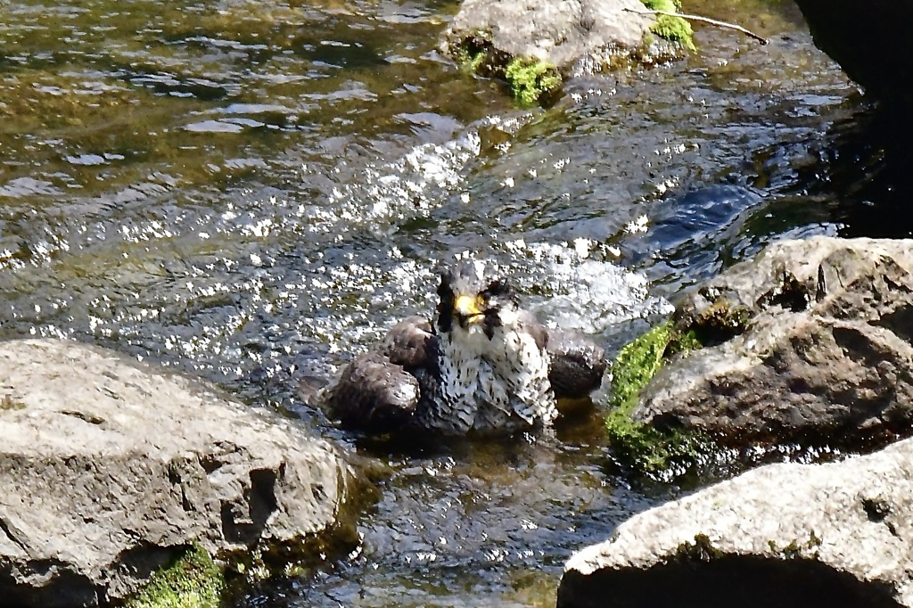 隼の行水