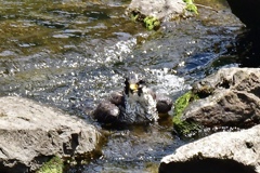 隼の行水
