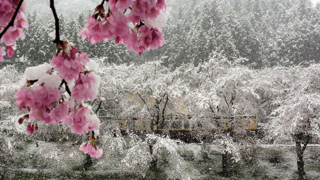 春の雪化粧