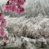 春の雪化粧
