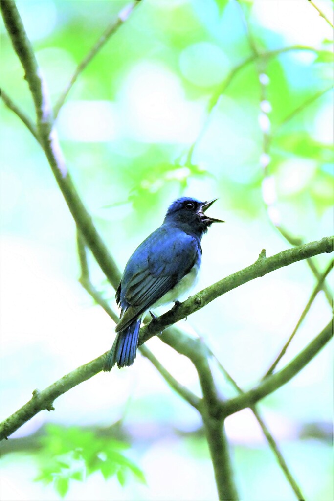 Bluebird