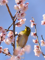おのぼりさん