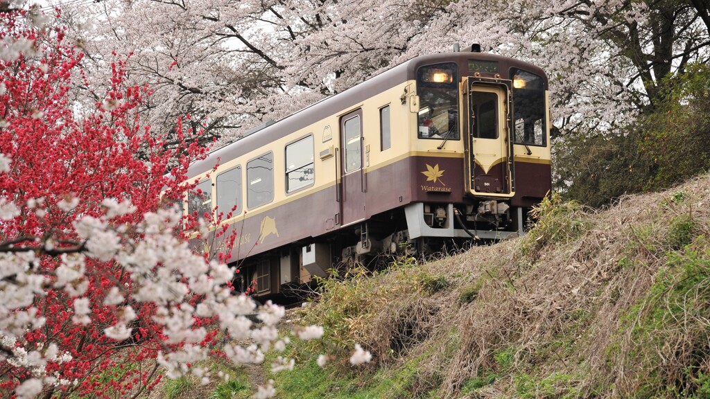 袈裟丸枝かぶり