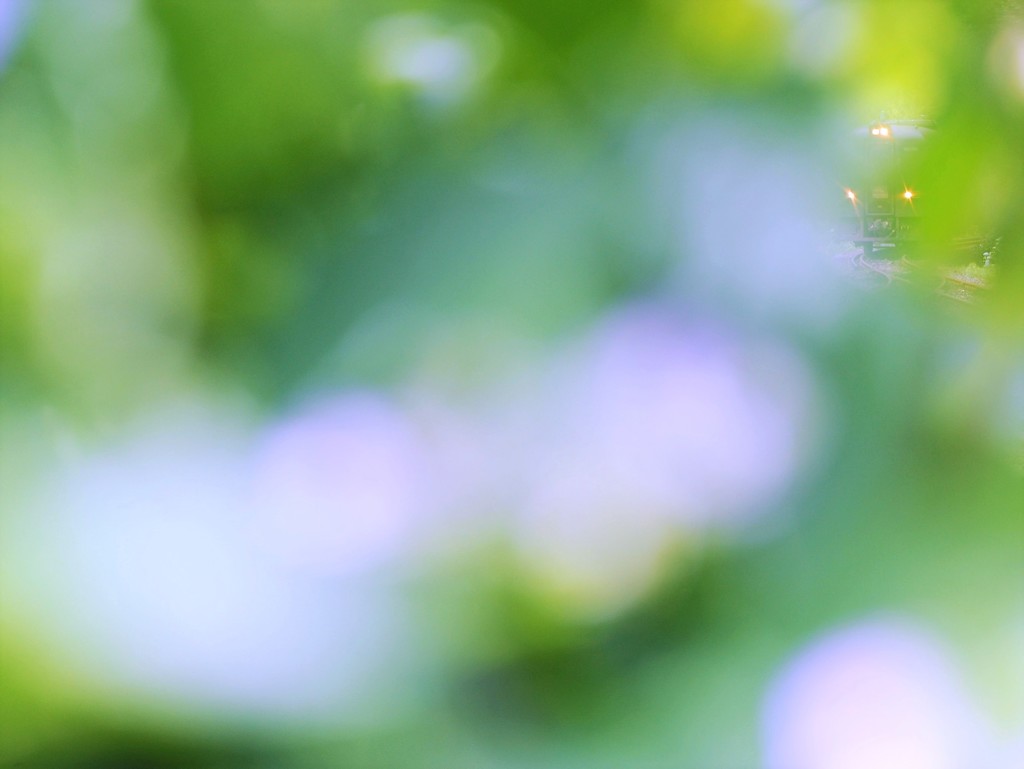 初夏の香り