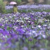 花イチリン