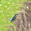 シロツメクサの咲くほとり