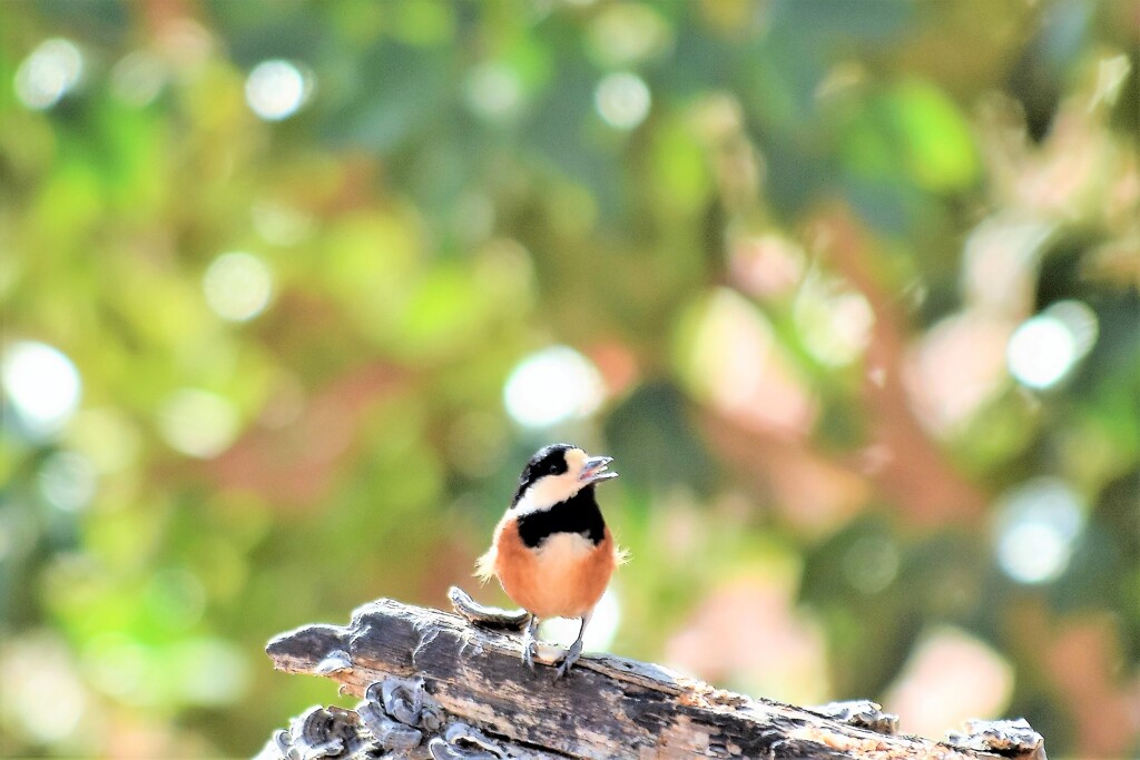 森で鳴く