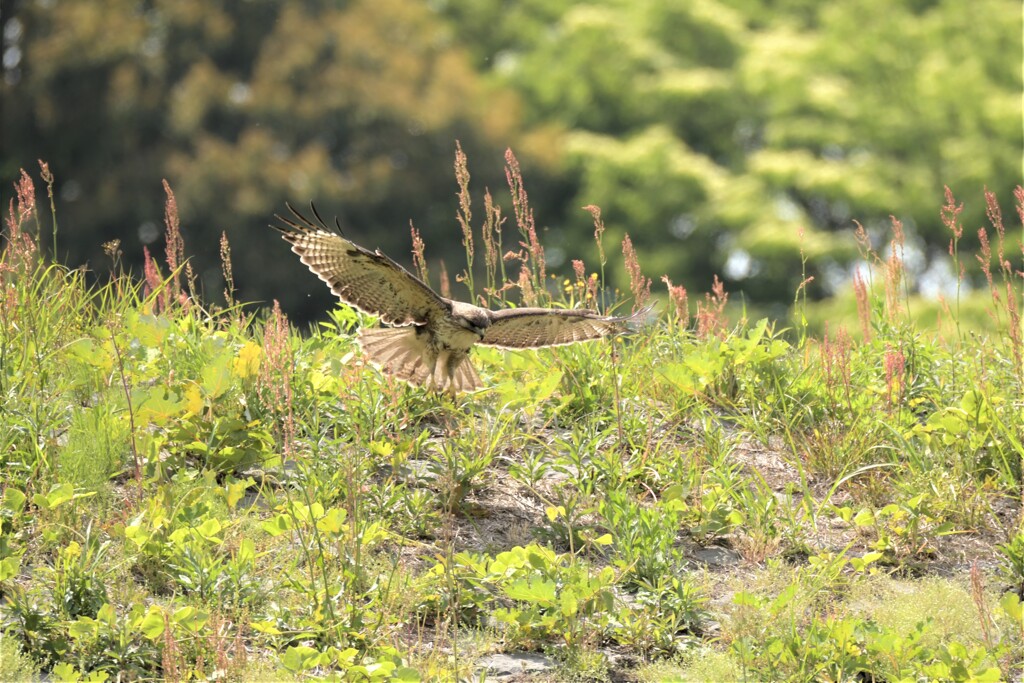 Landing