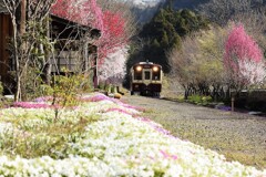 花の上神梅