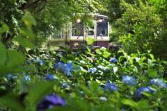 紫陽花が咲く鉄路