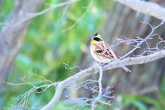 春が来る