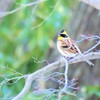 春が来る