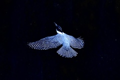 星降る夜に