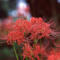 曼珠沙華